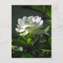 Recherche de gardénias cartes postales Pour tous
