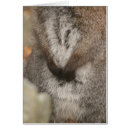 Search for wallaby Photography