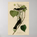 Search for tyrant posters John james audubon