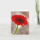 Recherche de gerbera rouge Marguerie