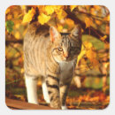 Search for autumn kitten stickers Leaves