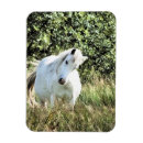Recherche de pony magnete Poney
