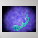 Search for dna posters Biochemistry