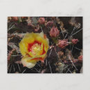 Search for yellow blossoms postcards Cactus