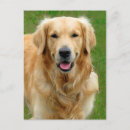 Recherche de loyal cartes postales Chiens