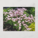 Search for primrose postcards Pink