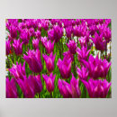 Search for keukenhof holland posters Tulip