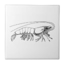 Recherche de crevette carreaux Crustacés