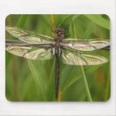 Search for dragonfly mousepads Pretty