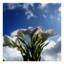 Recherche de ciel bleu nuages posters Fleurs
