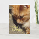 Search for ginger cat birthday cards Cats