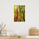 Search for redwood tree posters Nature