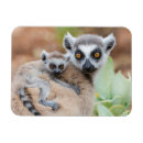 Recherche de lemur magnete Lémur