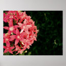 Search for fuschia art Nature