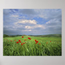 Search for red poppies posters Meadow