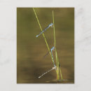 Search for mate postcards Nature