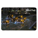 Search for anas magnets Wildlife