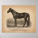Search for horse breed posters Equine