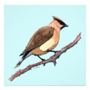Search for cedar art Bombycilla cedrorum