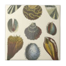 Recherche de coquille mer carreaux Corail