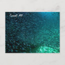 Search for cozumel postcards Beach