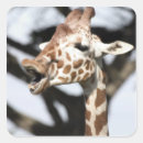 Search for giraffe face stickers Wildlife
