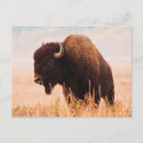 Search for herd postcards Brown