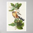 Search for mangrove posters Bird