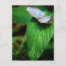 Recherche de papillon bleu de morpho cartes postales Vert