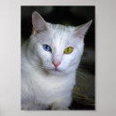 Recherche de chat étranger posters Mignon