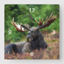 Search for moose clocks Wildlife