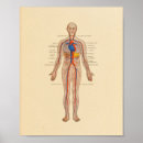 Recherche de cardiologie posters Anatomie