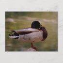 Search for wild duck postcards Animals