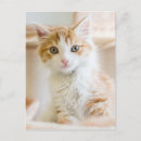 Search for 2015 vertical postcards Kitten