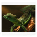 Search for salamander posters Wildlife