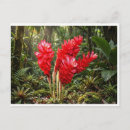 Recherche de fleur gingembre cartes postales Botanique