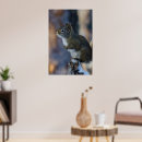 Recherche de écureuil gris posters Photographie de la nature