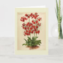 Search for primula cards Floral