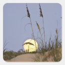 Search for dune stickers Grass