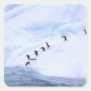 Search for antarctic stickers Cold