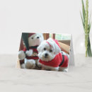 Recherche de bichon frise christmas cards Animal familier