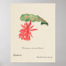 Search for vintage cactus art Cacti