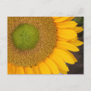 Search for sunflower save the date postcards Yellow