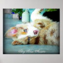 Search for australian shepherd puppy posters Aussie