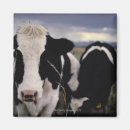 Search for cow magnets White