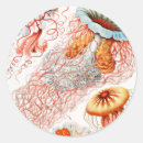 Recherche de meduse autocollants Méduse