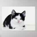 Search for large birthday posters Black