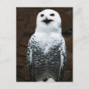 Search for gray yellow postcards Owl