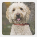 Search for jim stickers Animal