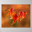Search for assorted colours posters Autumn